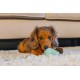 Beeztees  Yavru Köpek Sumo Mını Dental Oyuncak Xs